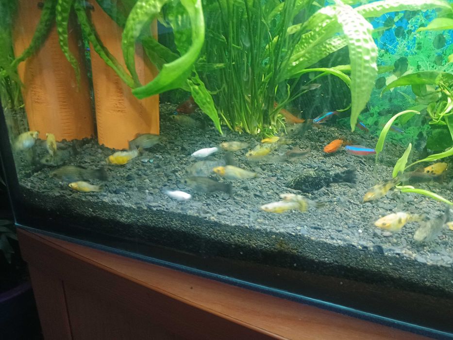 Ryby molinezje i platki