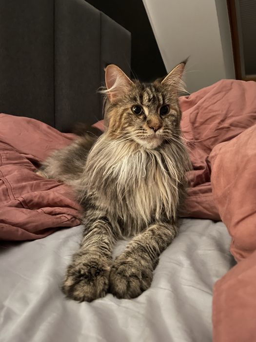 Maine coon - kocurek Yoda