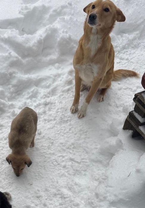 Дві собачки шукають дім!