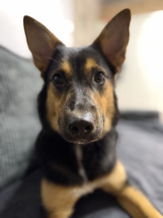 Lili 9 miesieczna suczka szuka domu