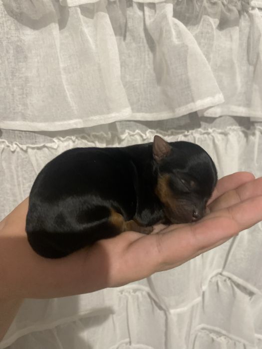 York śliczna sunia mini na kolanko