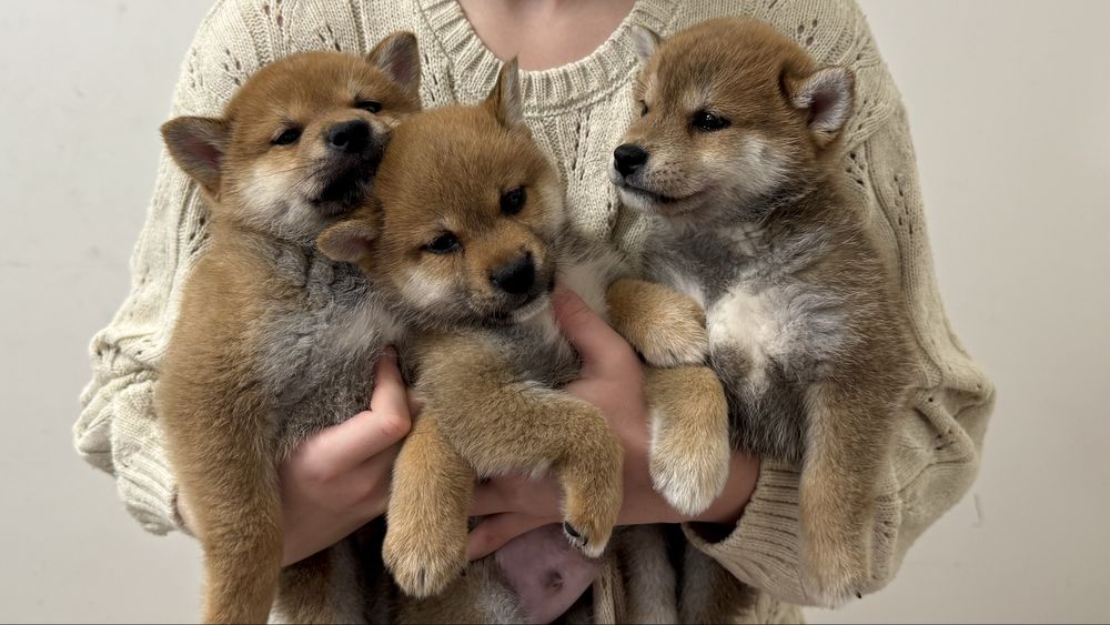 Красиві цуценята сіба іну, шиба