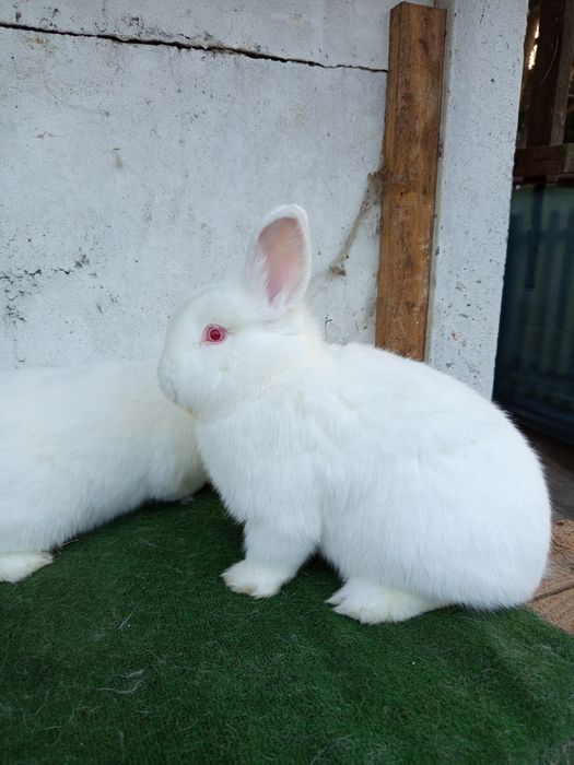 Króliki nowozelandzkie