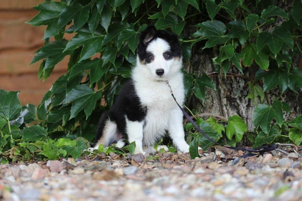 Border Collie  szczeniak