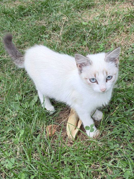 Віддаємо котиків у хороші руки
