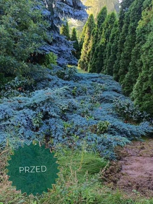 Zagospodarowanie terenu zielonego