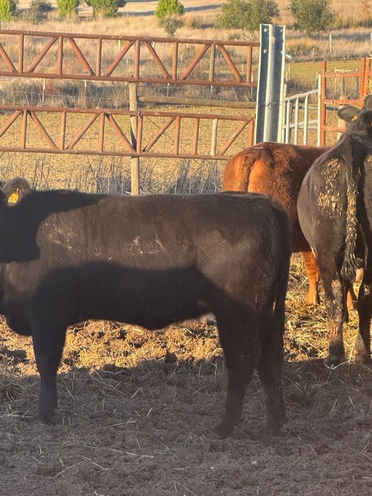 Venda bezerras angus