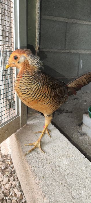 Faisão para venda