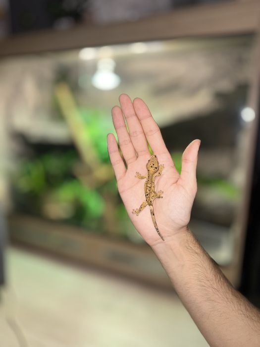 Gekony orzęsiony odmiany dalmatian samiec i samica