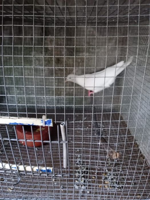 Galinha pato real