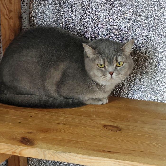 Британська  красуня ,,ау ,