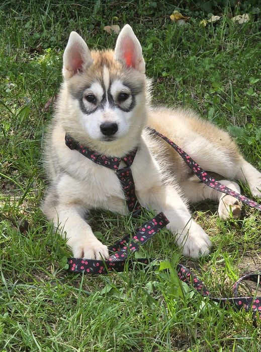 Siberian Husky wspaniałe maluchy!