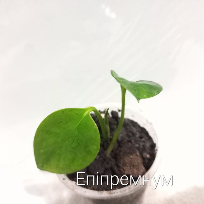 Кімнатні рослини. Тільки Львів.