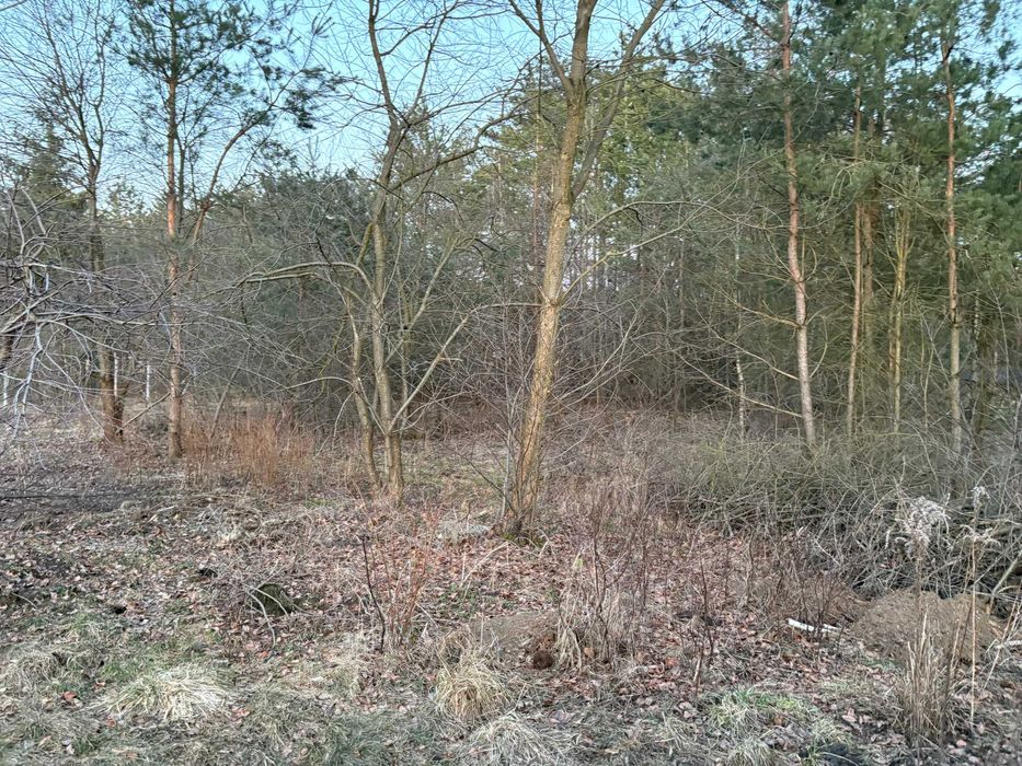 Działka rekreacyjna 1500 m² – Rokitnica k. Łasku | cisza, las i odpoczynek od miasta