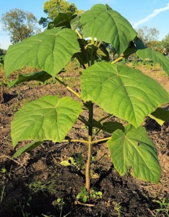 Sadzonki paulowni (drzewa tlenowego)