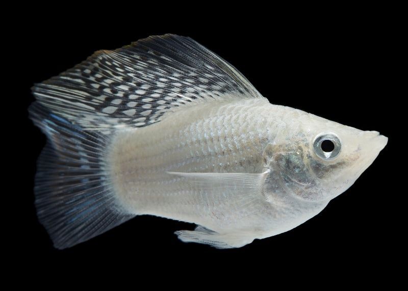 Mollys Balao brancas