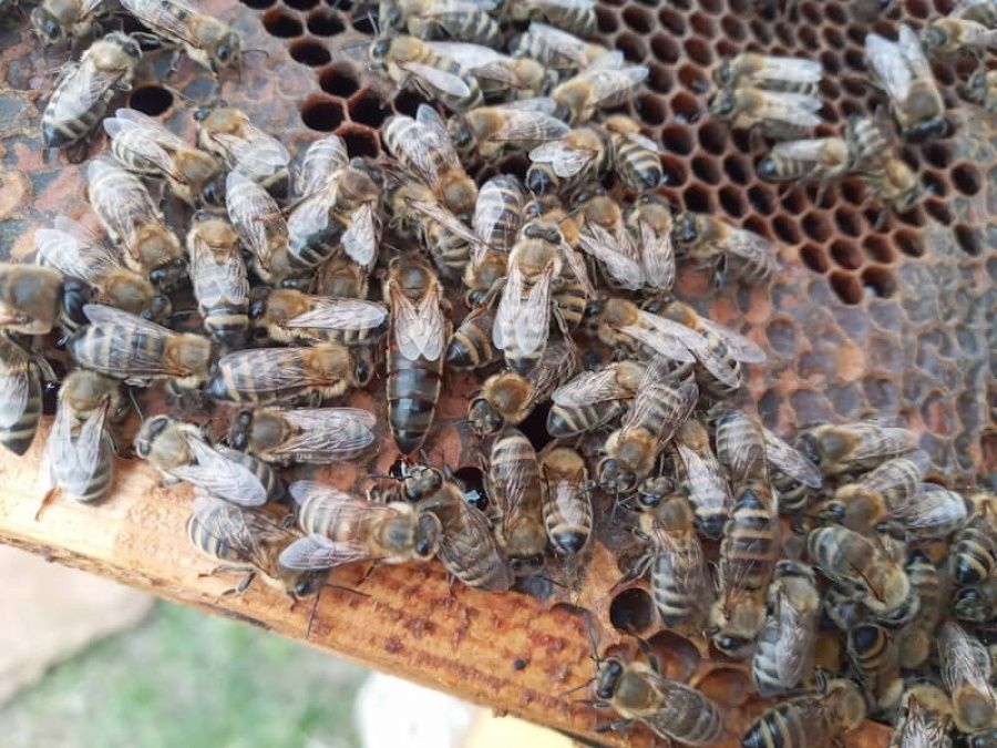 Продам бджолосімї