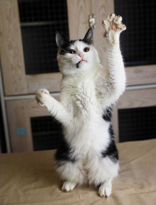 Космея 1,5р, шукає сім`ю, кот кошеня котенок кіт котики кішка коти