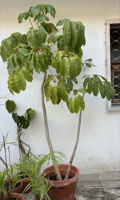 Planta Tropical de Grande Porte – ~2m (Schefflera actinophylla)