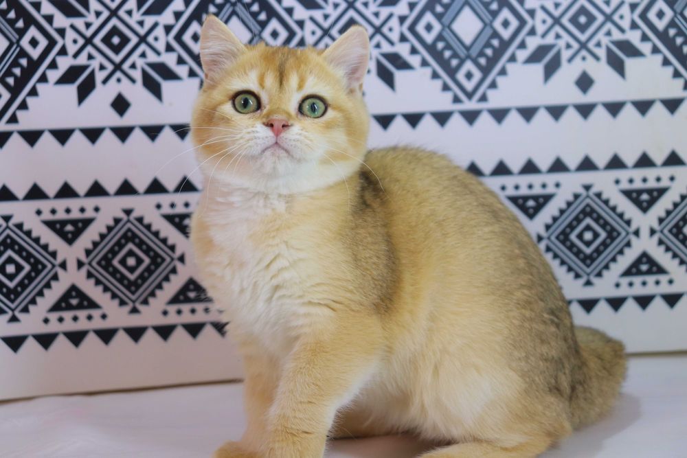 Чудова британська кішечка з вакцинами