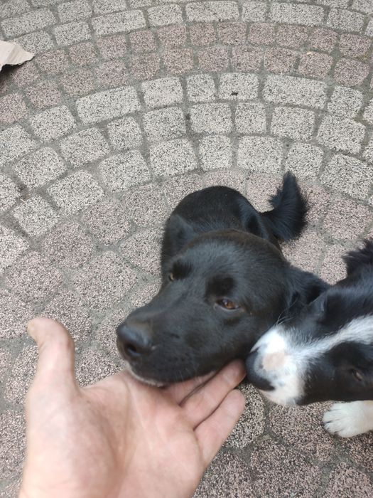 Oddam pieska kundelka