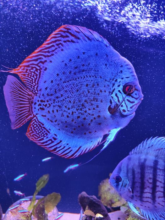 Dyskowce, paletki red cover, brąz, blue diamond 6 cm