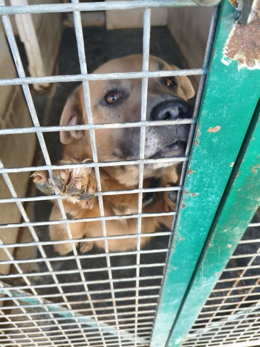 Piękny Biszkoptowy Blue amstaff, łagodny i przyjazny TTB