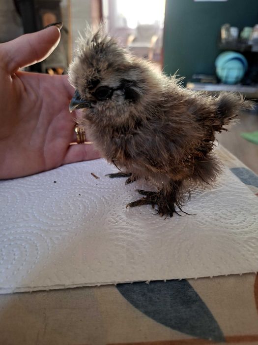 Silki kurczaki 5 tygodniowe