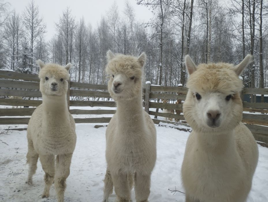 Alpaka , alpaki ,