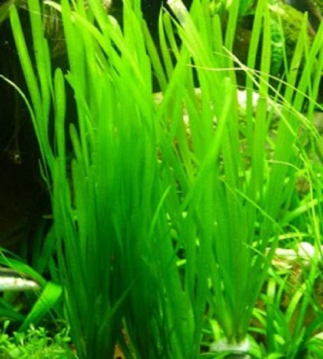 Vallisneria spiralis Tiger - Nurzaniec śrubowy Tygrys.