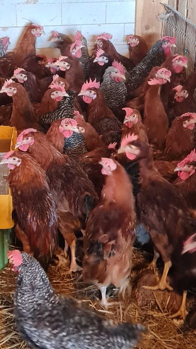 Sprzedam KURY NIOSKI z odchowalni drobiu. Kurki już niosą jajka.