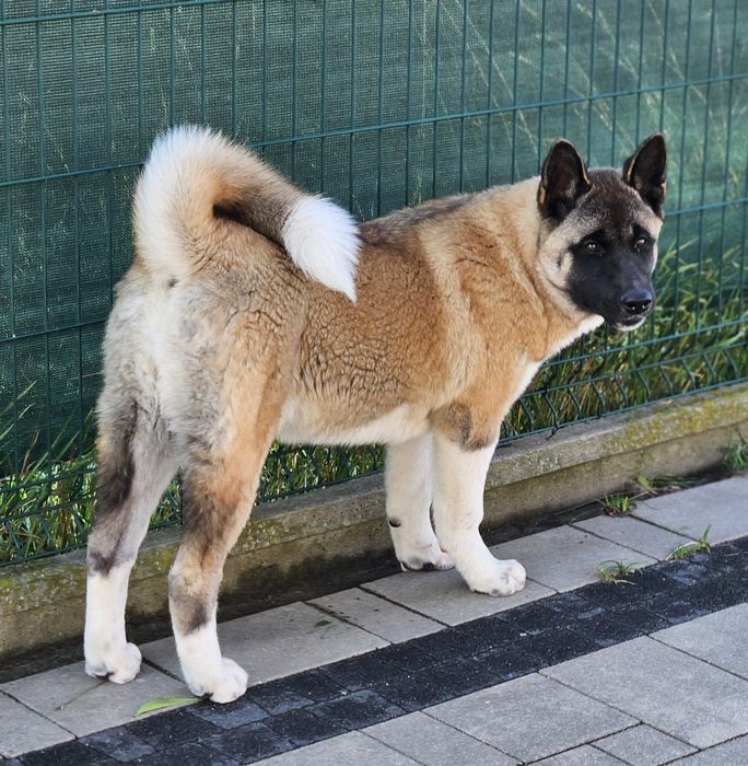 Akita Amerykańska Suczka