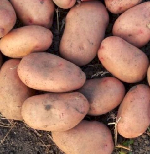 Картопля велика  Словянка
