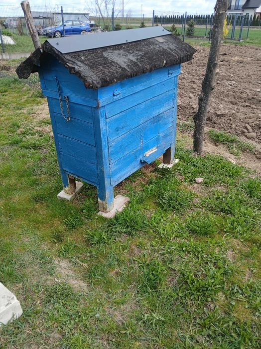 ul z rodziną pszczelą "warszawski "