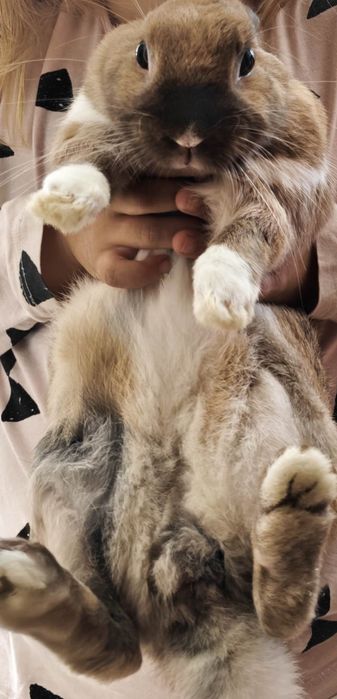 Królik miniaturka samiec 2 latka