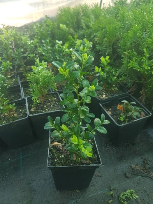 Самшит буксус  20 см п9 2года