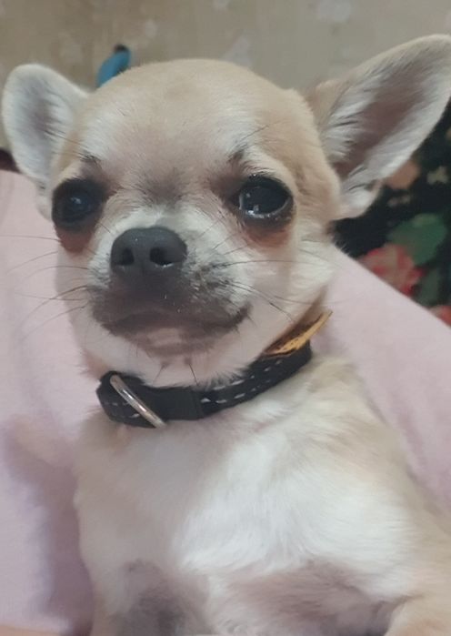 Мини мальчик чихуахуа гладкошерстный