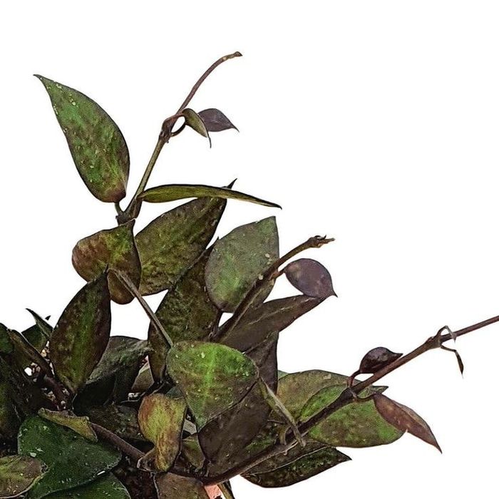 Хойя, Caudata, Curtisii, Rosita, Waettii, Matildea, Linearis