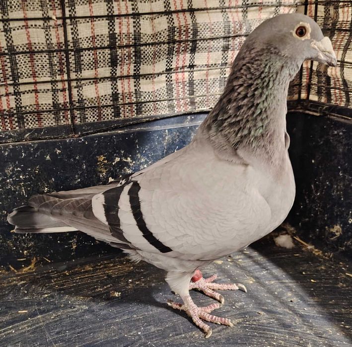 Pocztowy, pocztowe, pocztowych, fabry, fabrów, glazer