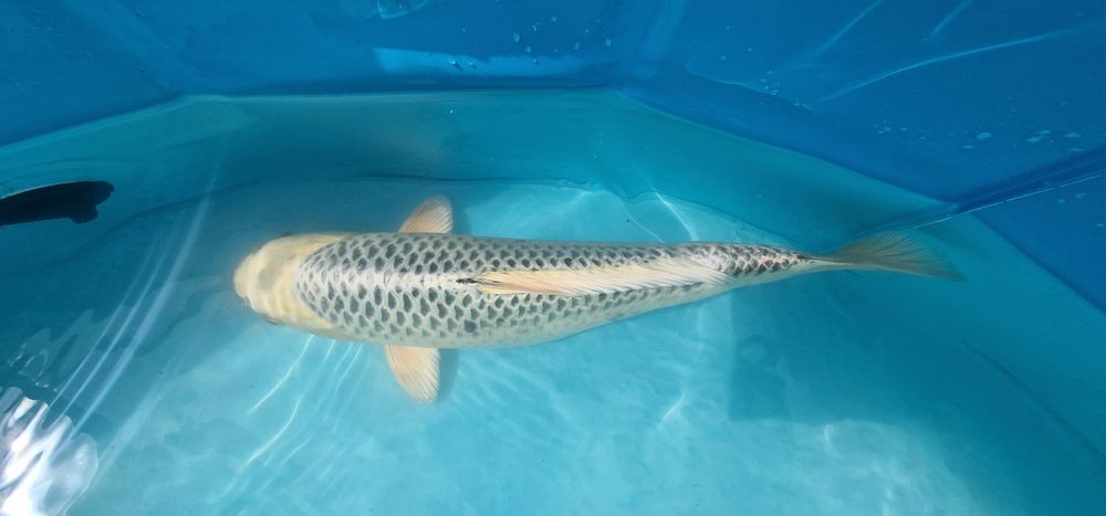 Carpa koi com 35cm