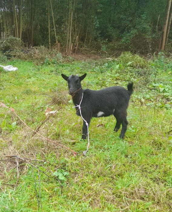 Vendo casal de cabras