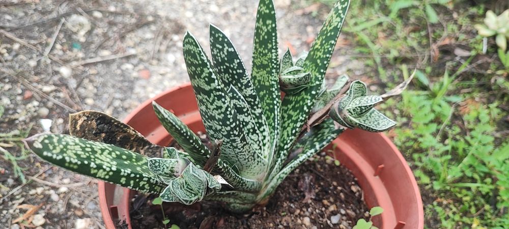 Planta suculenta