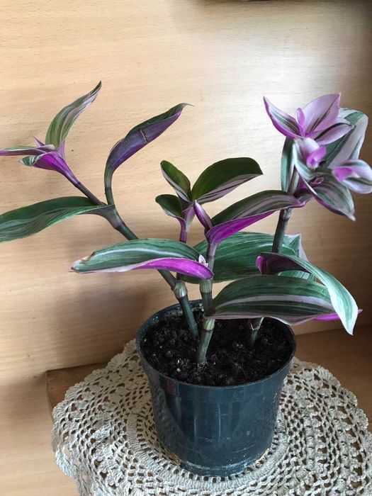 Традесканция  Зебрина, Нанук, сеткреазия  свежесрез - только Запорожье