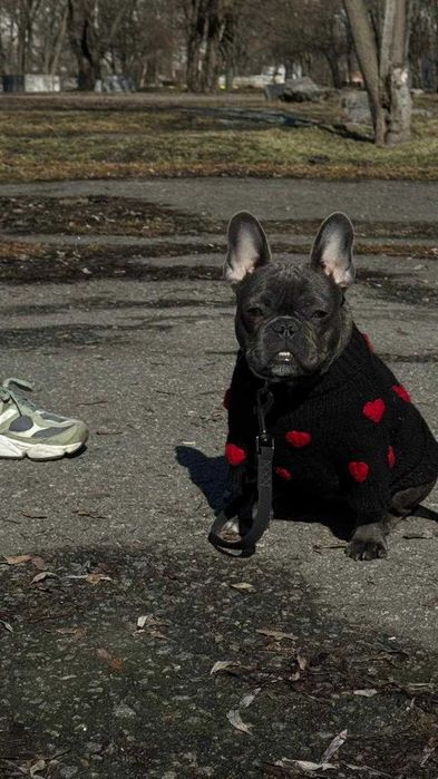 Кінолог | Дресирування собак | Чугуїв