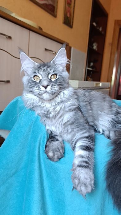 Кошечка породы Мейн