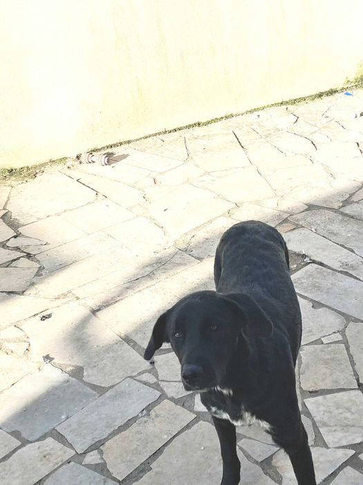 Cão para adopção