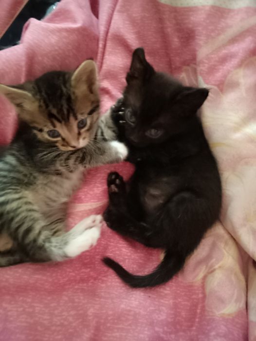 Кошенята, котики
