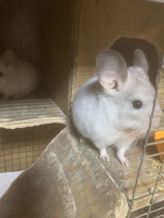 Домашні улюбленці-гризуни