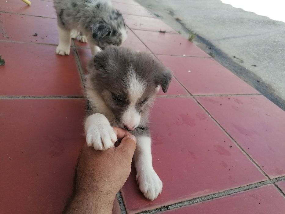 Fêmea Border Collie (rara) LOP/RI