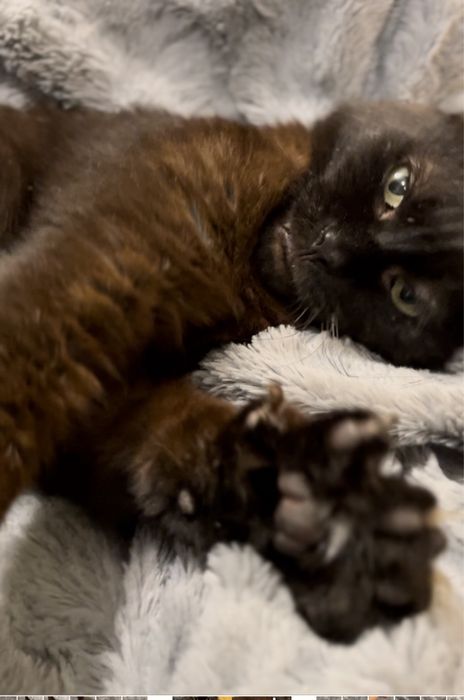 Uroczy kocurek Bamboo szuka domku